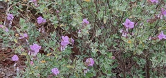 Syncolostemon elliottii