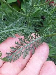 Achillea millefolium