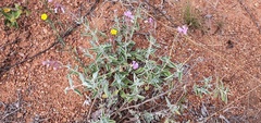 Syncolostemon elliottii