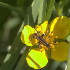 Oedemera femorata