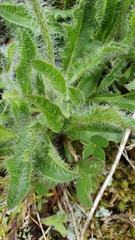 Hieracium villosum