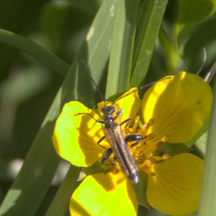 Oedemera femorata