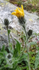 Hieracium villosum