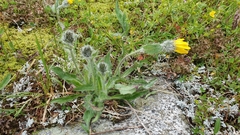 Hieracium villosum
