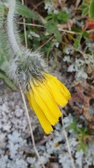 Hieracium villosum