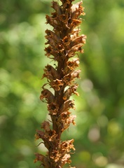 Orobanche grenieri