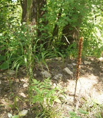 Orobanche grenieri