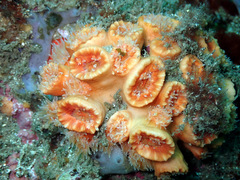 Australopsammia aurea