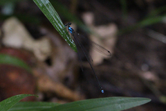 Coeliccia nigrohamata