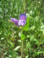 Penstemon speciosus