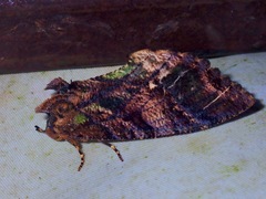 Eudocima srivijayana