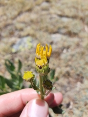 Senecio pyrenaicus