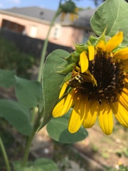 Dianthidium