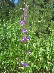 Penstemon speciosus