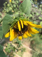 Dianthidium