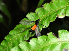 Tipula holoserica