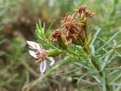 Olearia glutinosa