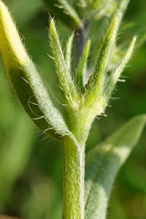 Buglossoides incrassata