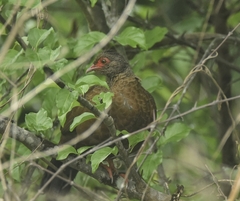 Galloperdix spadicea