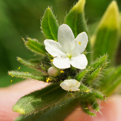 Buglossoides incrassata