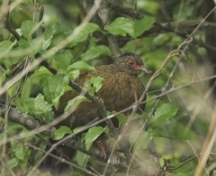 Galloperdix spadicea