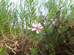 Olearia glutinosa
