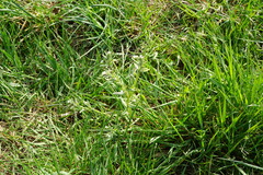 Buglossoides incrassata