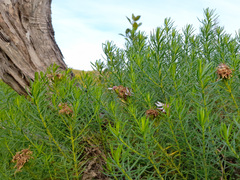Olearia glutinosa