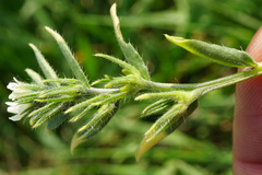 Buglossoides incrassata