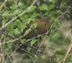 Galloperdix spadicea