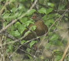 Galloperdix spadicea