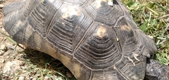 Testudo marginata