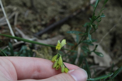 Polygala flavescens