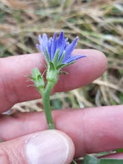 Cichorium intybus