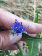 Cichorium intybus