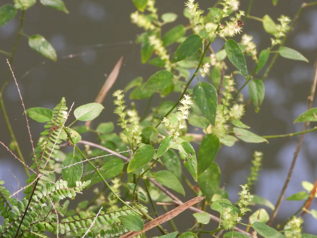 Acalypha gracilis 2