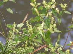 Acalypha gracilis