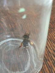 Svastra obliqua obliqua