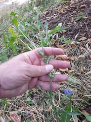 Cichorium intybus