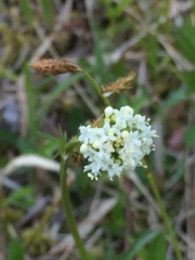 Valeriana dioica sylvatica
