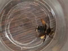 Svastra obliqua obliqua