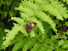 Heliophorus brahma