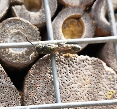 Apoidea
