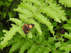 Heliophorus brahma