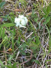 Valeriana dioica sylvatica
