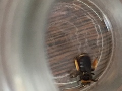 Svastra obliqua obliqua