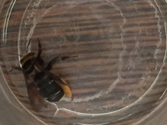 Svastra obliqua obliqua