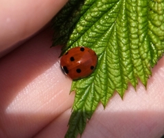 Coccinella septempunctata