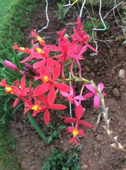 Epidendrum × obrienianum
