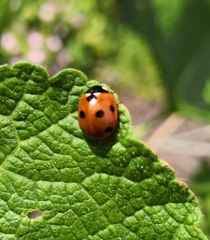 Coccinella septempunctata